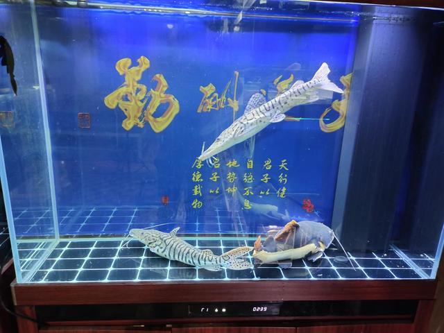 一米二的魚(yú)缸，養(yǎng)三條40厘米以上的觀賞魚(yú)，密度到底大不大？