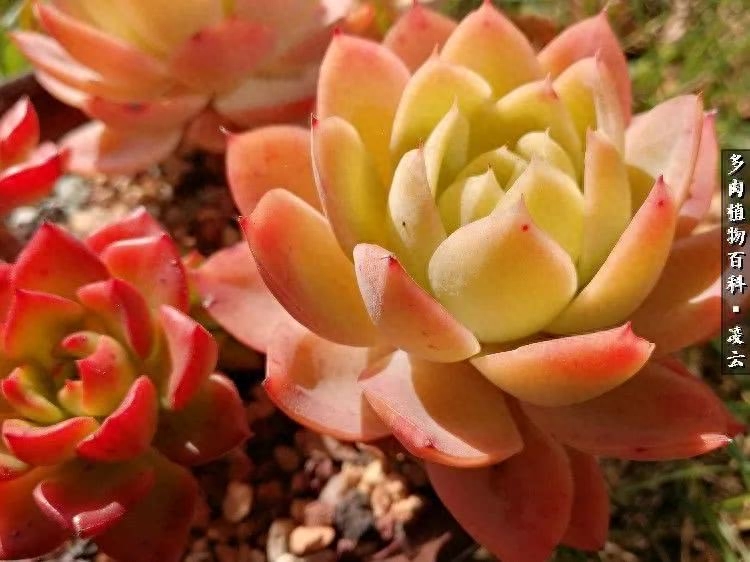 多肉戀曲：回眸一笑百媚生，六宮粉黛無顏色！