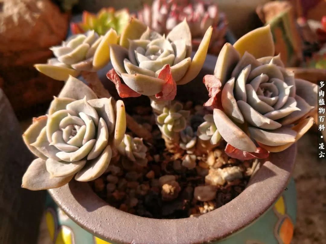 女王玫瑰多肉和白月影區別_多肉白女王_紫羅蘭女王多肉圖片