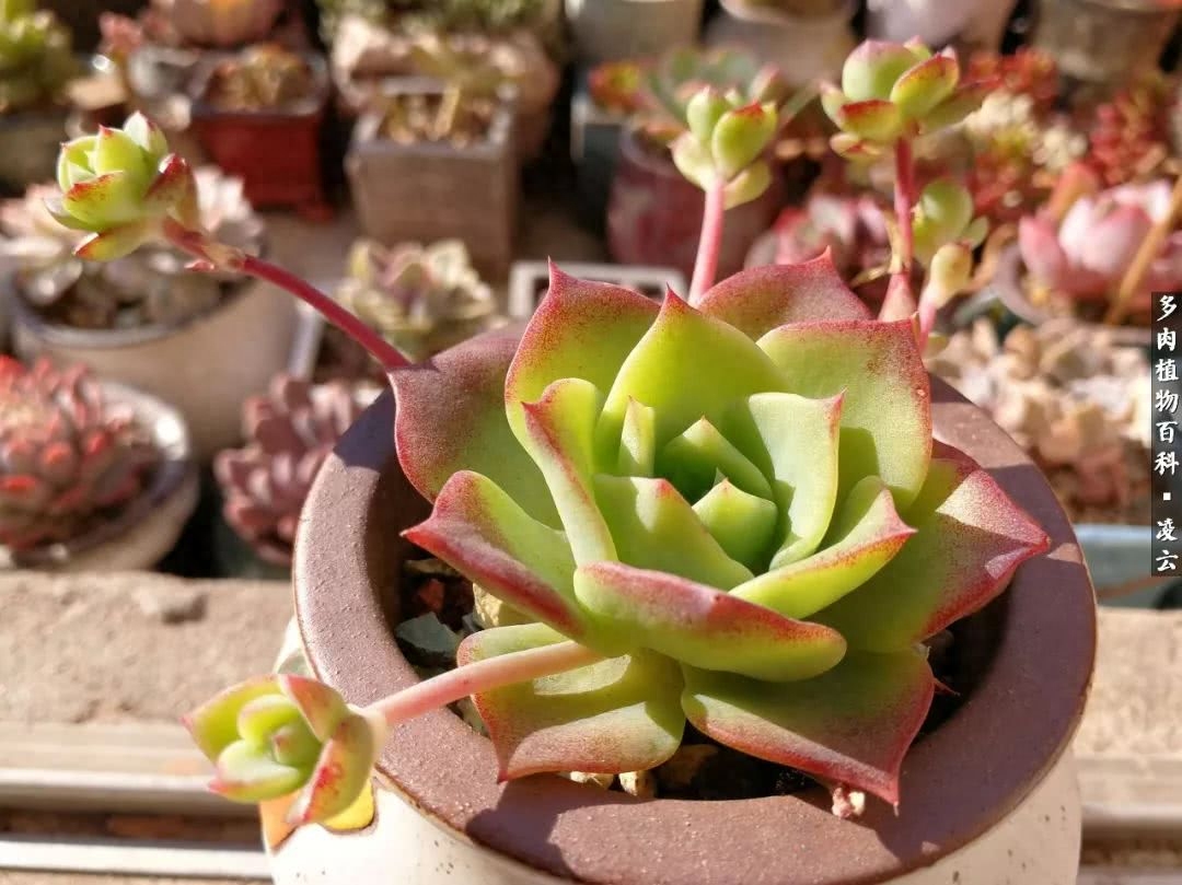 紫羅蘭女王多肉圖片_多肉白女王_女王玫瑰多肉和白月影區別