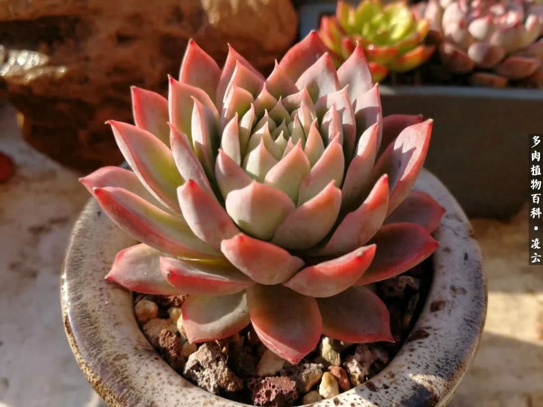 紫羅蘭女王多肉圖片_女王玫瑰多肉和白月影區別_多肉白女王