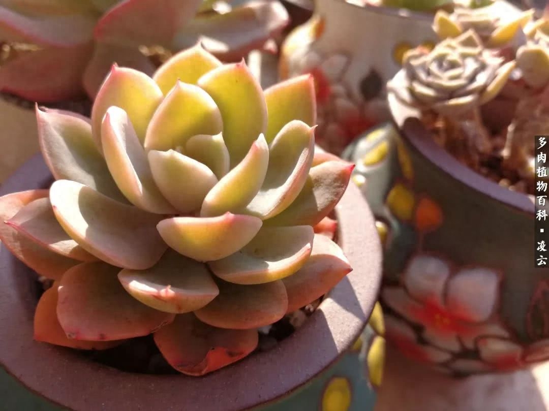 紫羅蘭女王多肉圖片_多肉白女王_女王玫瑰多肉和白月影區別