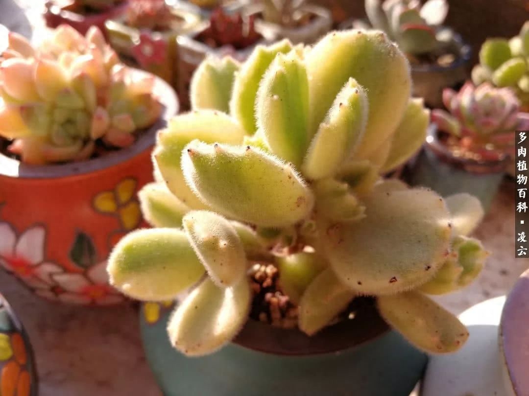 紫羅蘭女王多肉圖片_多肉白女王_女王玫瑰多肉和白月影區別