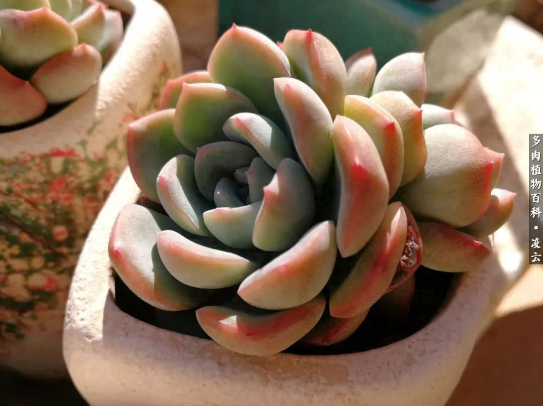 紫羅蘭女王多肉圖片_女王玫瑰多肉和白月影區別_多肉白女王