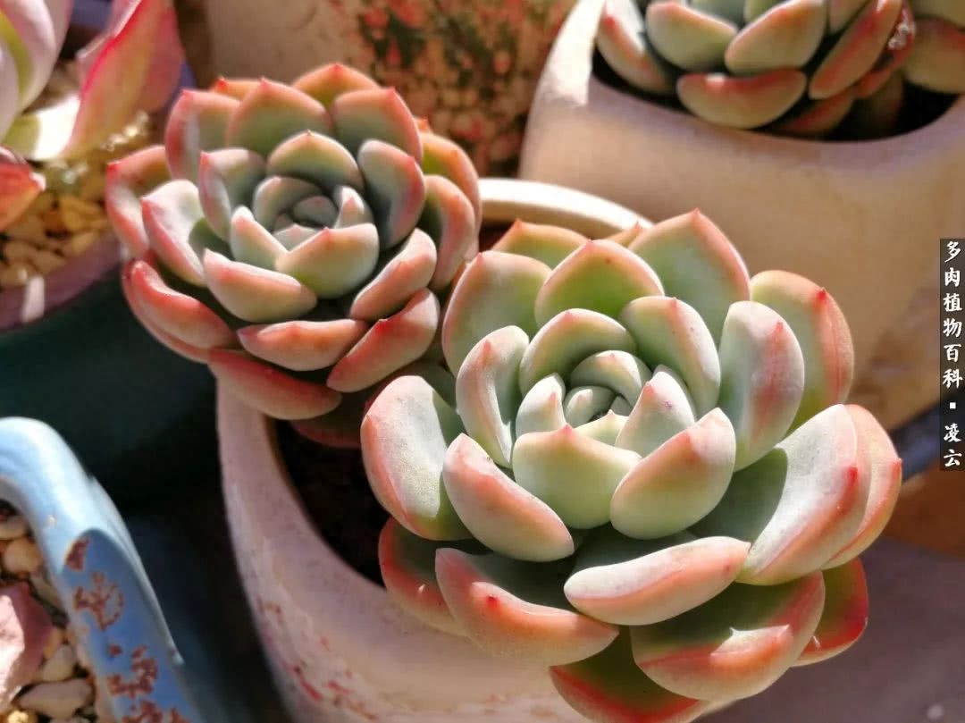 紫羅蘭女王多肉圖片_多肉白女王_女王玫瑰多肉和白月影區別