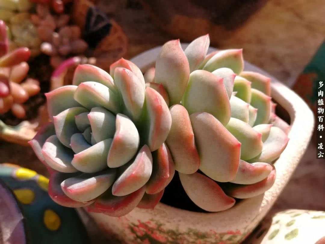 紫羅蘭女王多肉圖片_多肉白女王_女王玫瑰多肉和白月影區別