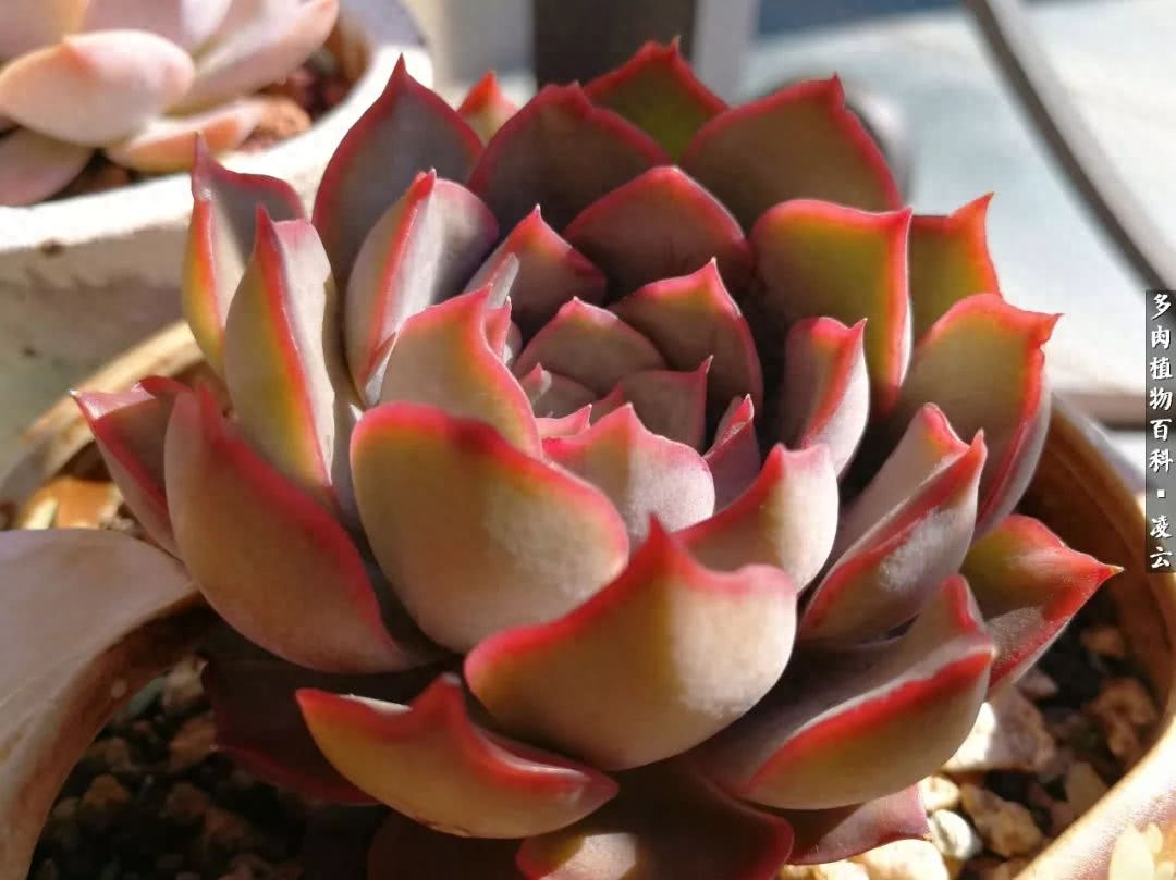 女王玫瑰多肉和白月影區別_多肉白女王_紫羅蘭女王多肉圖片