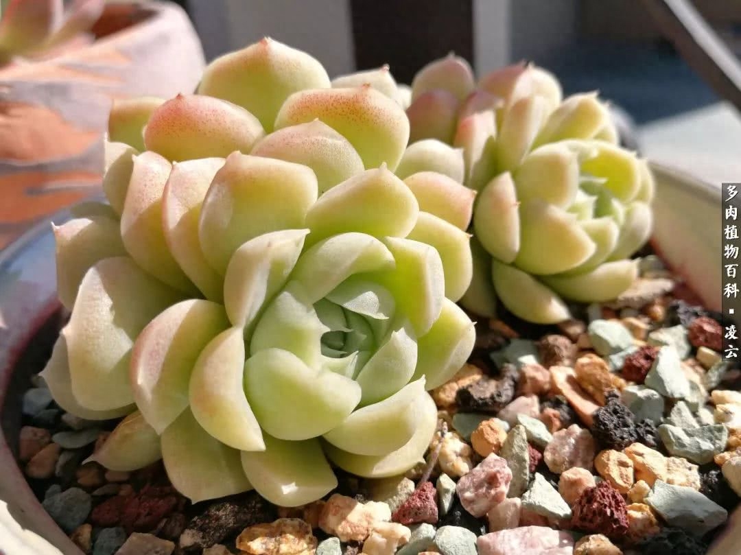 多肉白女王_紫羅蘭女王多肉圖片_女王玫瑰多肉和白月影區別