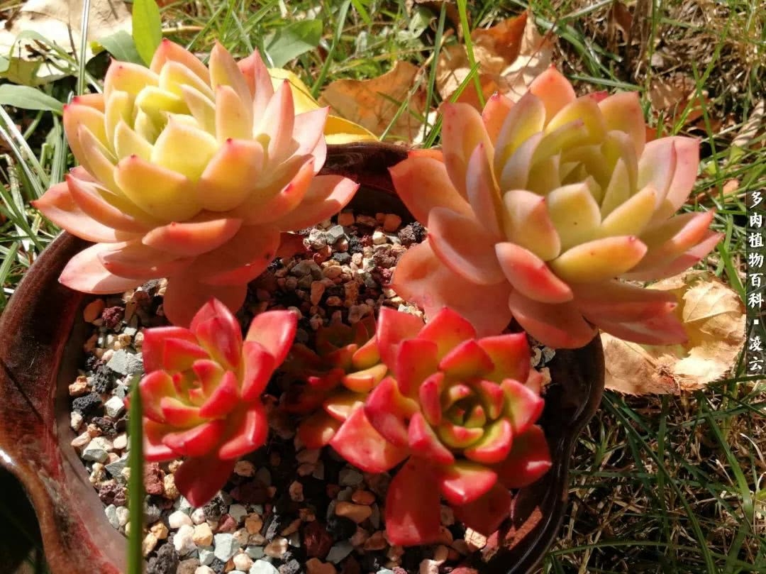 女王玫瑰多肉和白月影區別_多肉白女王_紫羅蘭女王多肉圖片