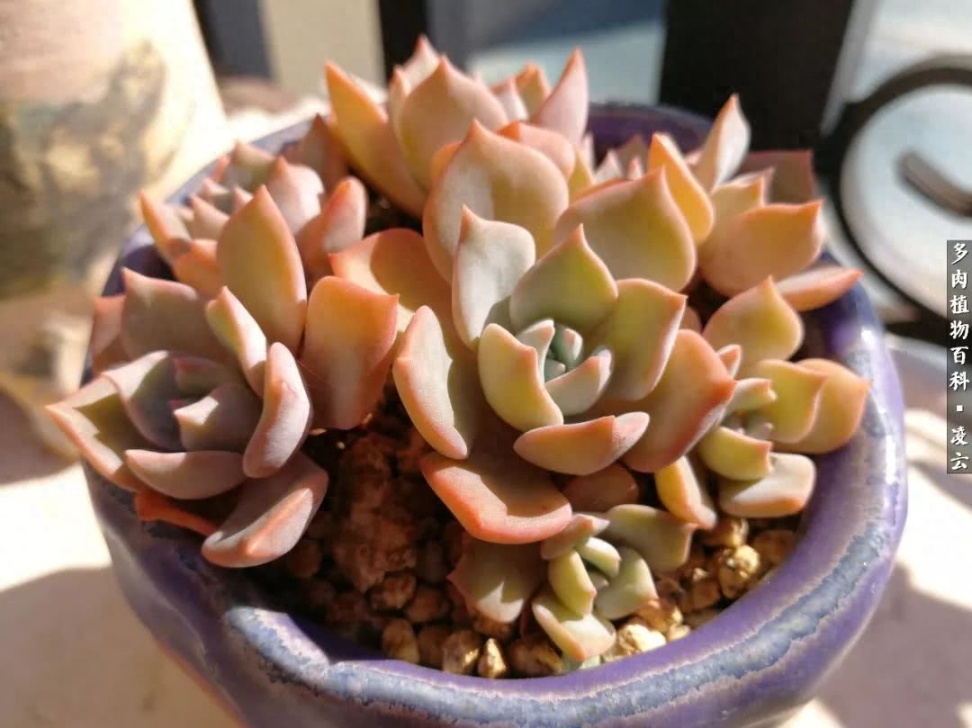 多肉白女王_紫羅蘭女王多肉圖片_女王玫瑰多肉和白月影區別