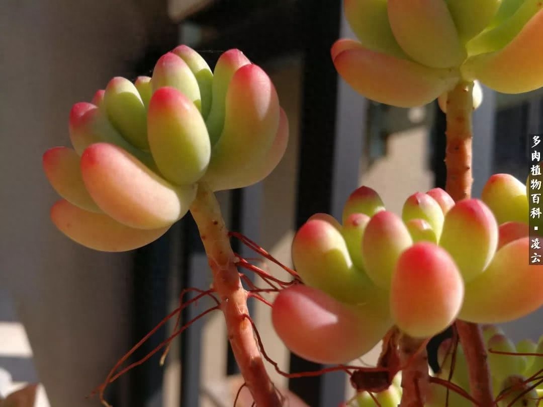 多肉白女王_女王玫瑰多肉和白月影區別_紫羅蘭女王多肉圖片