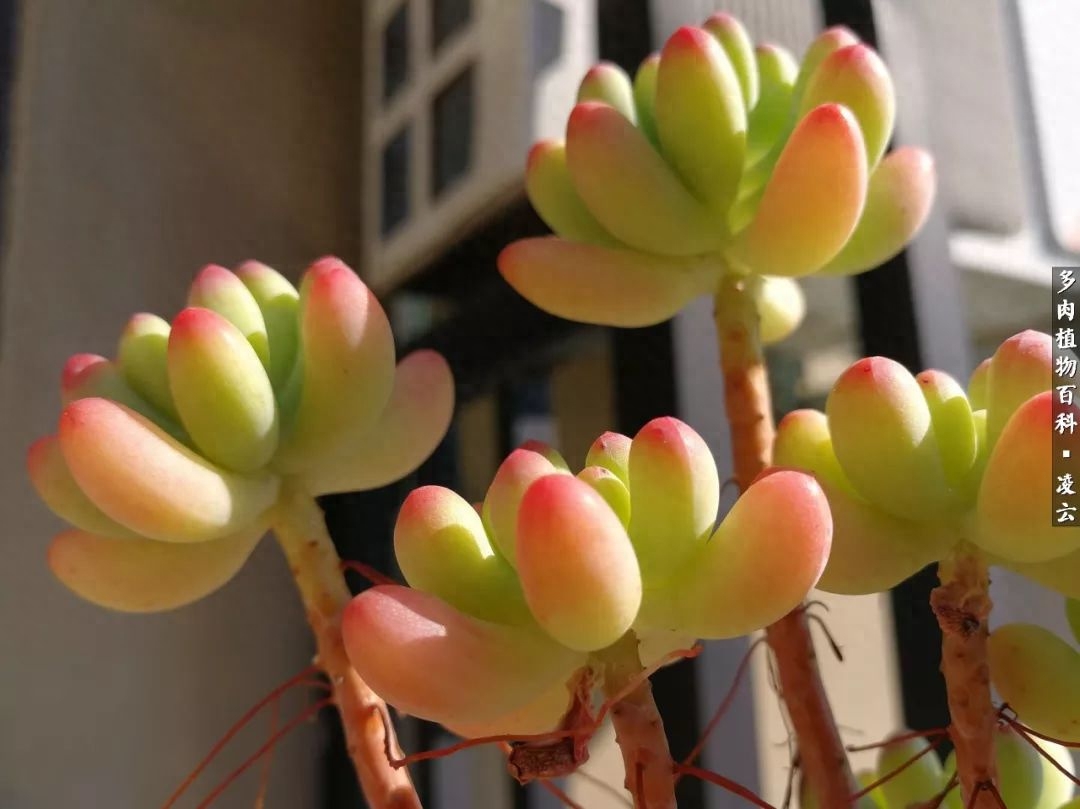 多肉白女王_紫羅蘭女王多肉圖片_女王玫瑰多肉和白月影區別