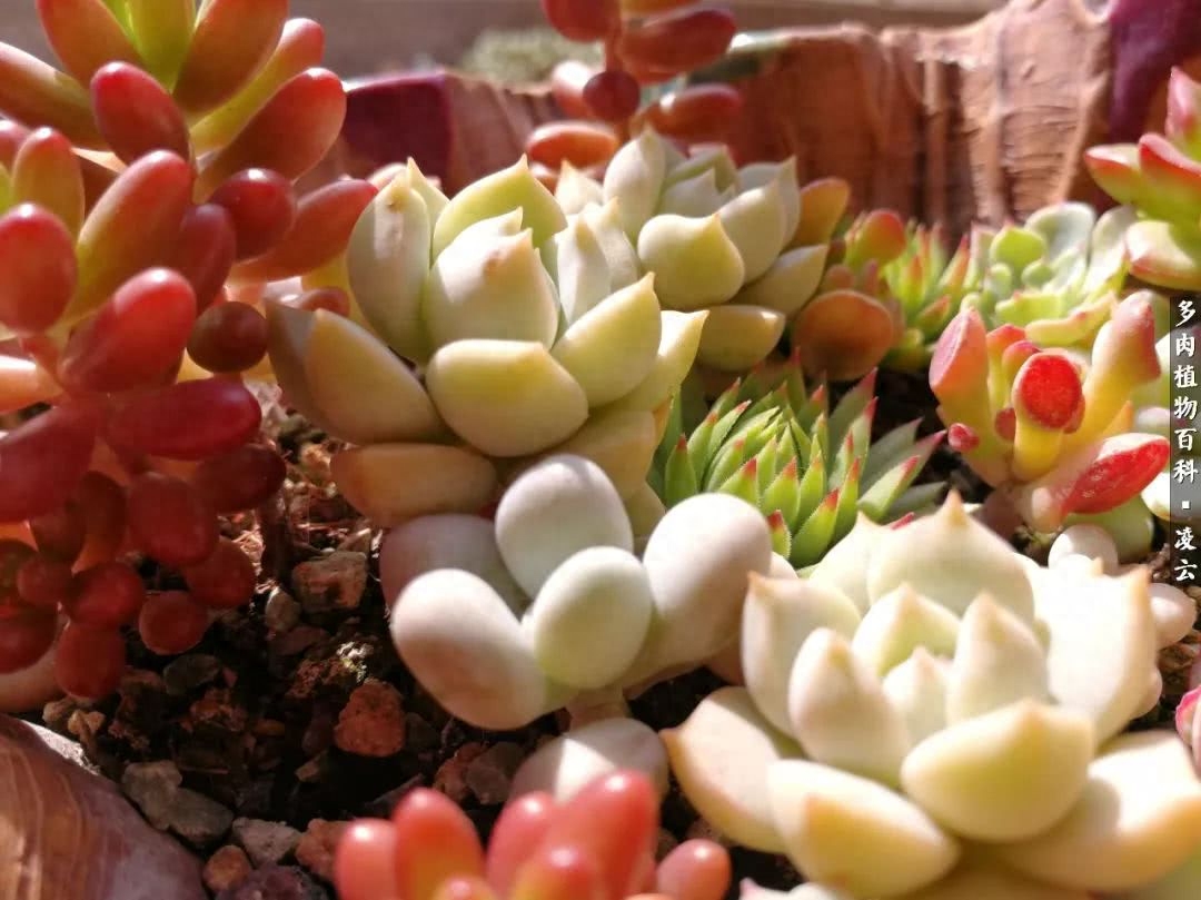 紫羅蘭女王多肉圖片_女王玫瑰多肉和白月影區別_多肉白女王