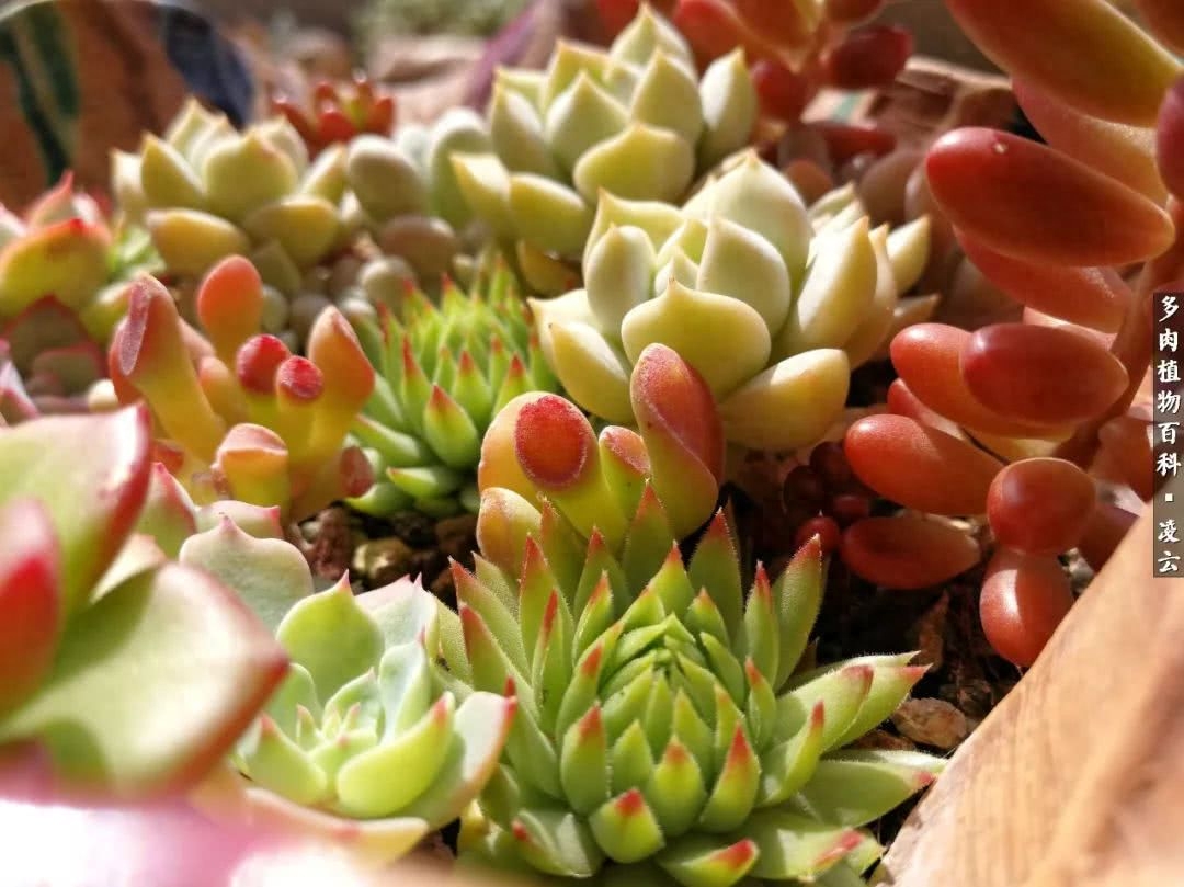 紫羅蘭女王多肉圖片_女王玫瑰多肉和白月影區別_多肉白女王