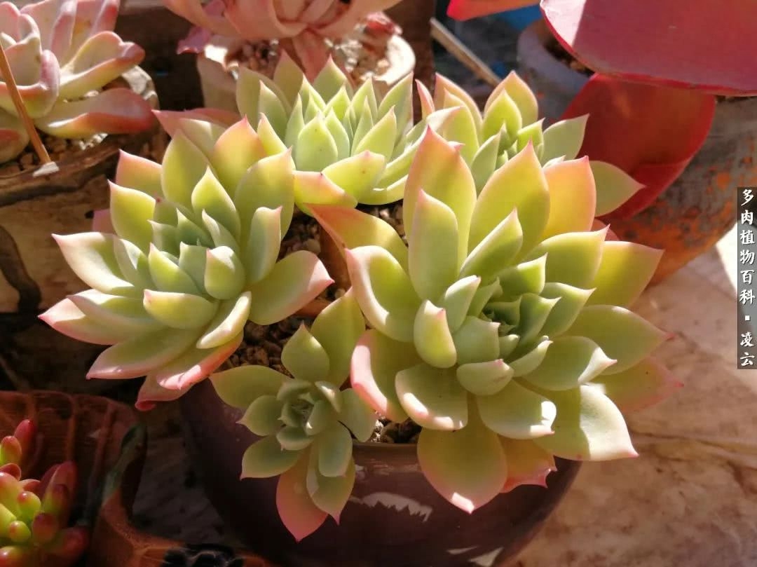 女王玫瑰多肉和白月影區別_紫羅蘭女王多肉圖片_多肉白女王