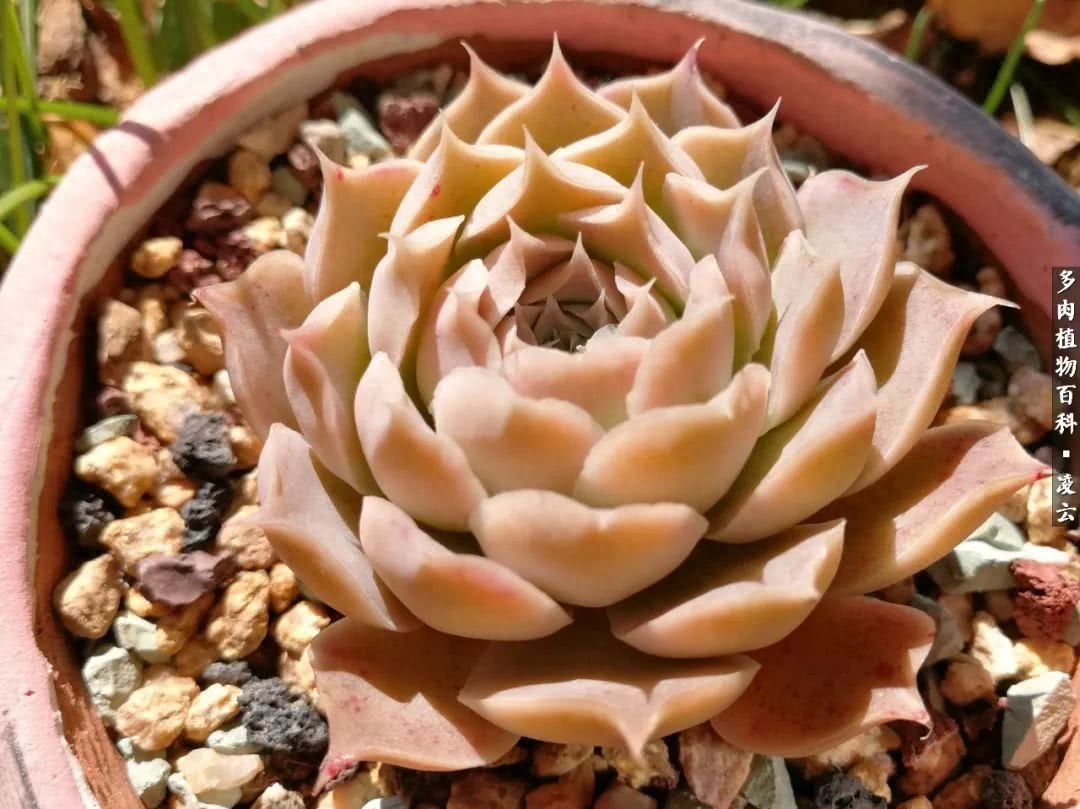 多肉白女王_紫羅蘭女王多肉圖片_女王玫瑰多肉和白月影區別