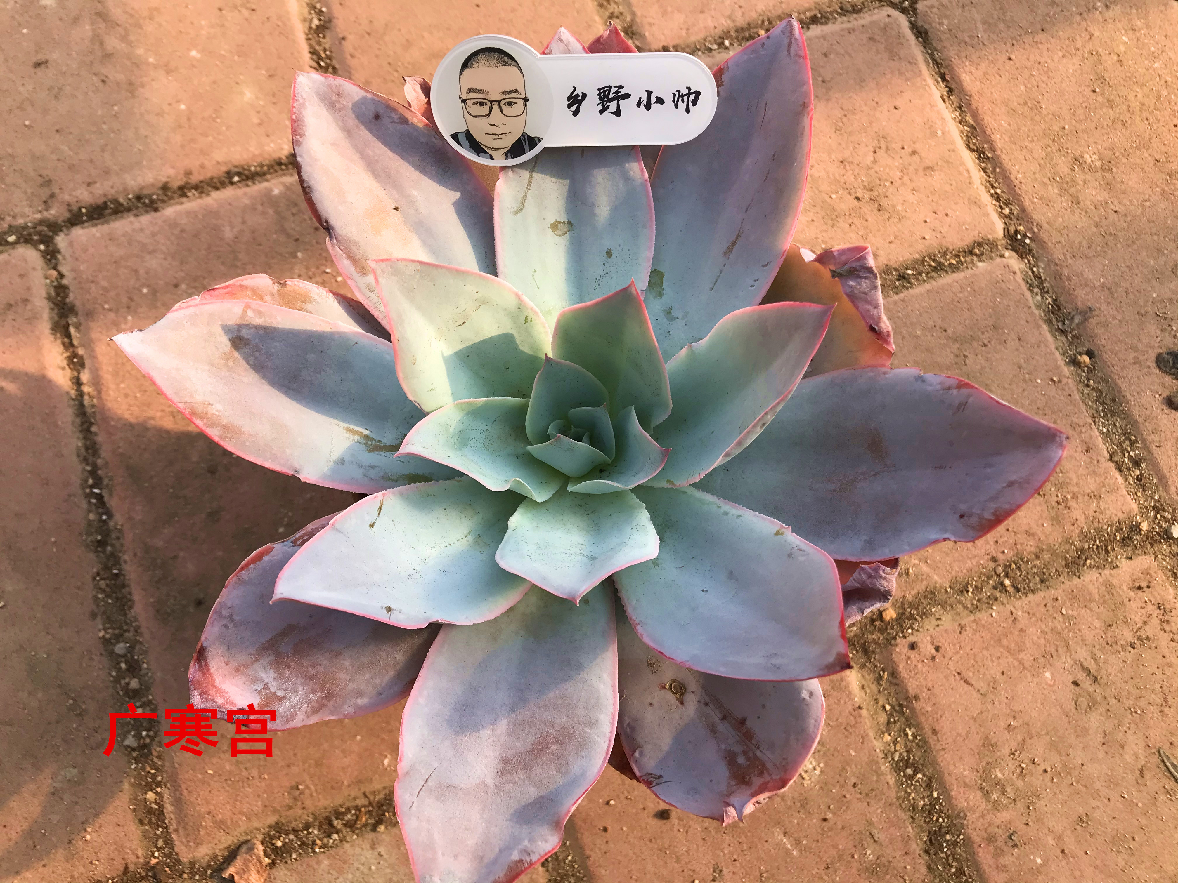 多肉澆多少水_澆多肉的水_澆多肉水里放醋可以嗎