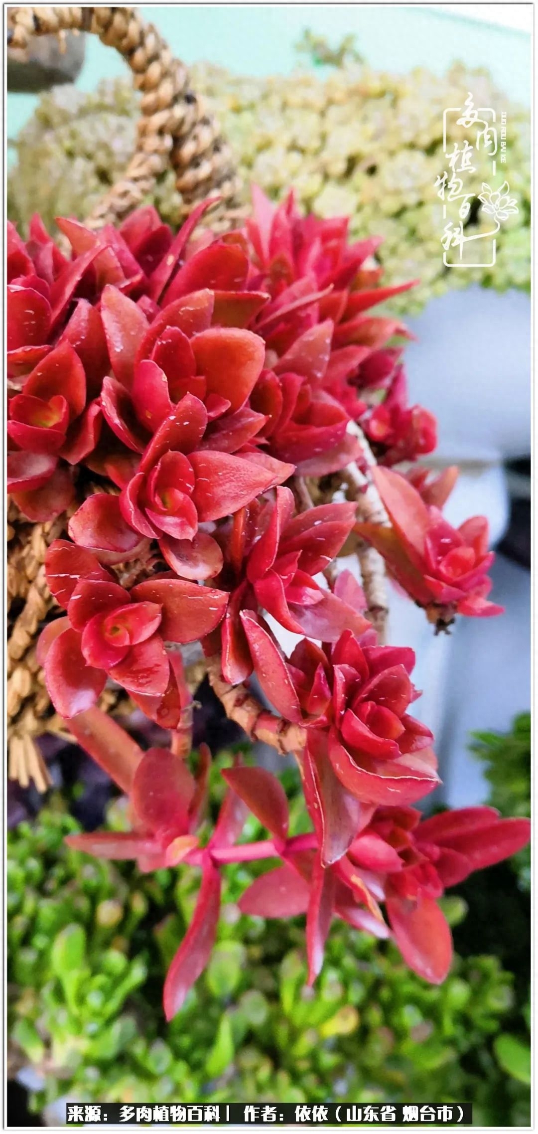 冰女王多肉_多肉白雪女王_多肉白女王