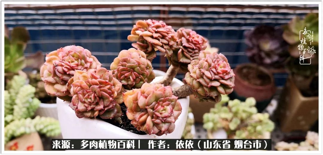 多肉白女王_多肉白雪女王_冰女王多肉