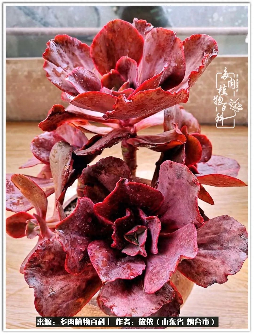 多肉白雪女王_多肉白女王_冰女王多肉