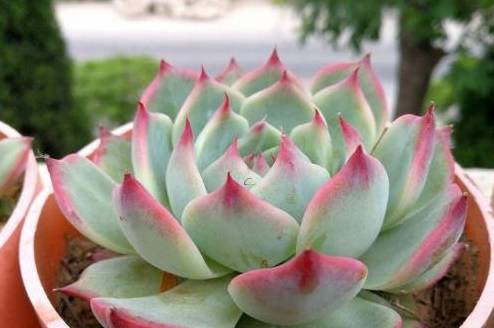 澆多肉的水_多肉澆多少水_澆多肉水最好是什么水