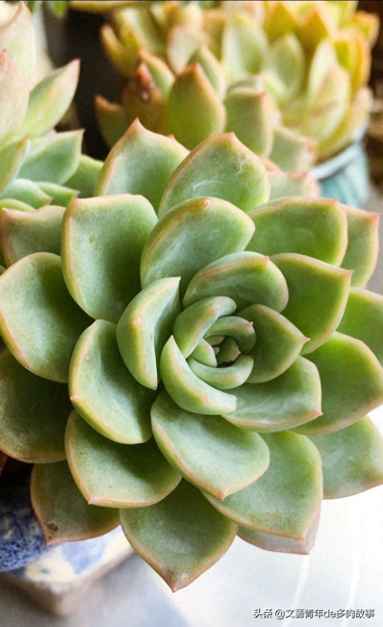 景天多肉的代表莎莎女王，夏季褪色不可怕，安全度夏才是硬道理