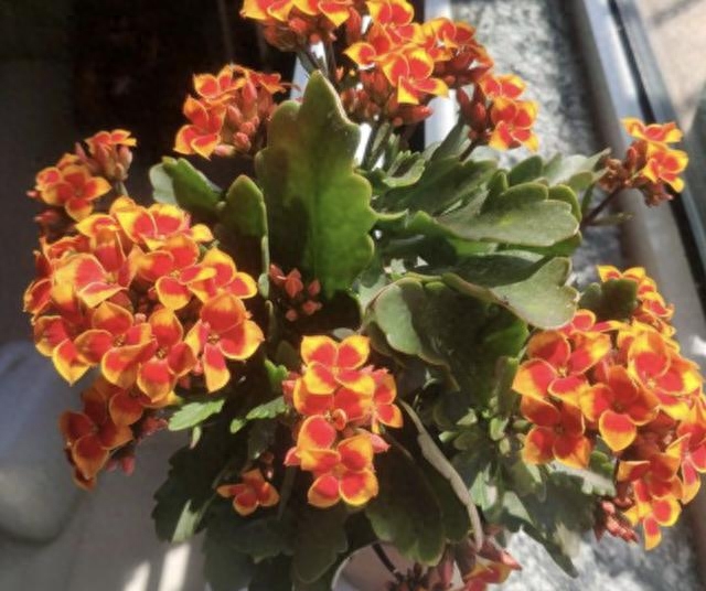 給綠蘿、長壽花澆水，多做“1件事”，植株1個月旺盛，容易爆盆！