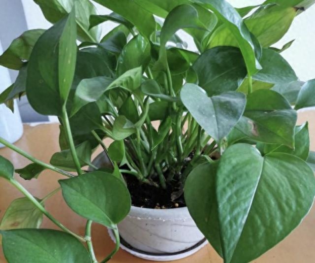 多肉長壽花_多肉長壽花怎么養殖_長壽花是多肉嗎