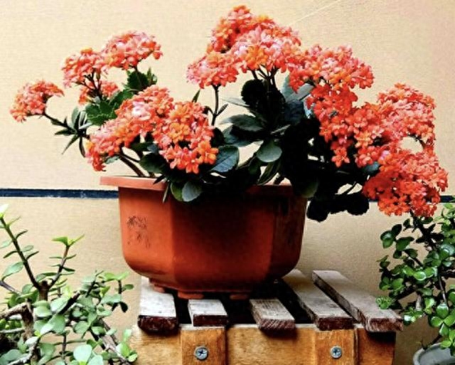 多肉長壽花怎么養殖_長壽花是多肉嗎_多肉長壽花