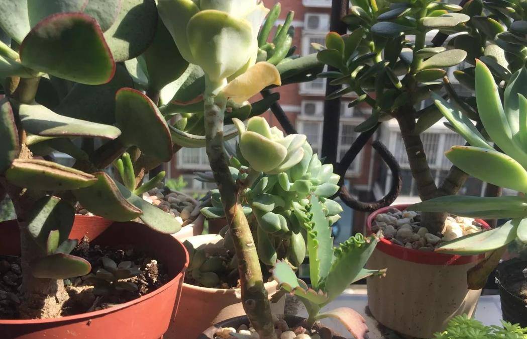 多肉可愛玫瑰長(zhǎng)高了放不穩(wěn)也站不牢如何處理？有兩種處理方法可選