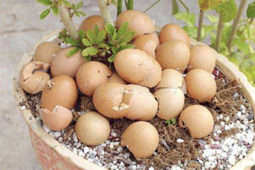 用“它”來喂長(zhǎng)壽花，放1點(diǎn)到盆里，30天不到，枝頭掛滿花苞！