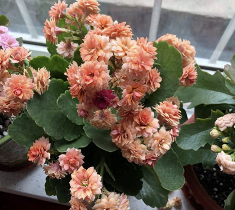 多肉長壽花_多肉長壽花怎么養殖_長壽花是多肉嗎