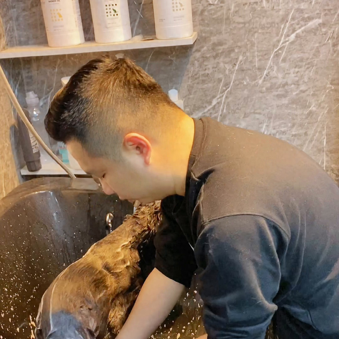 如何在家也能洗出寵物店的效果#寵物美容#狗狗洗澡