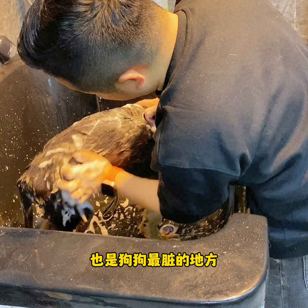 狗狗洗澡正確方法圖片_狗狗洗澡正確方法視頻_狗狗洗澡的正確方法