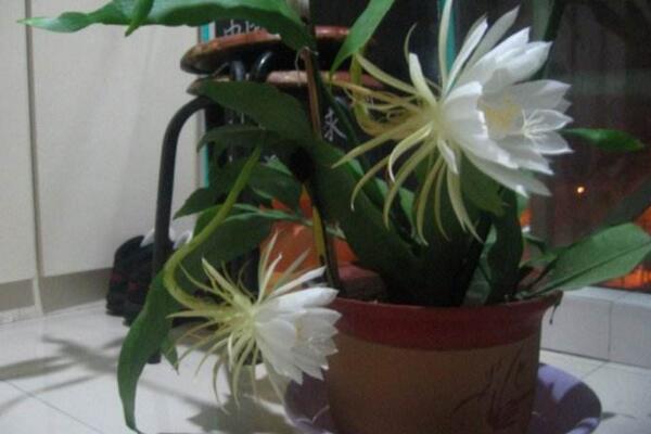 曇花幾天澆一次水，不同的季節(jié)澆水頻率也不相同