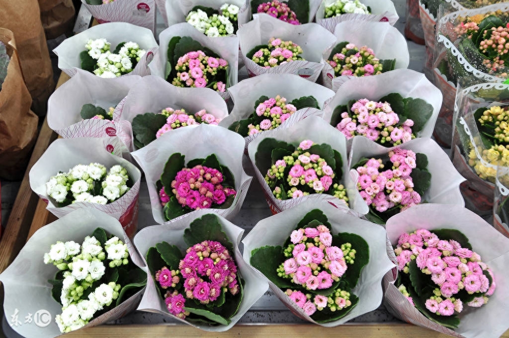 長壽的多肉_多肉長壽花_長壽花是多肉嗎