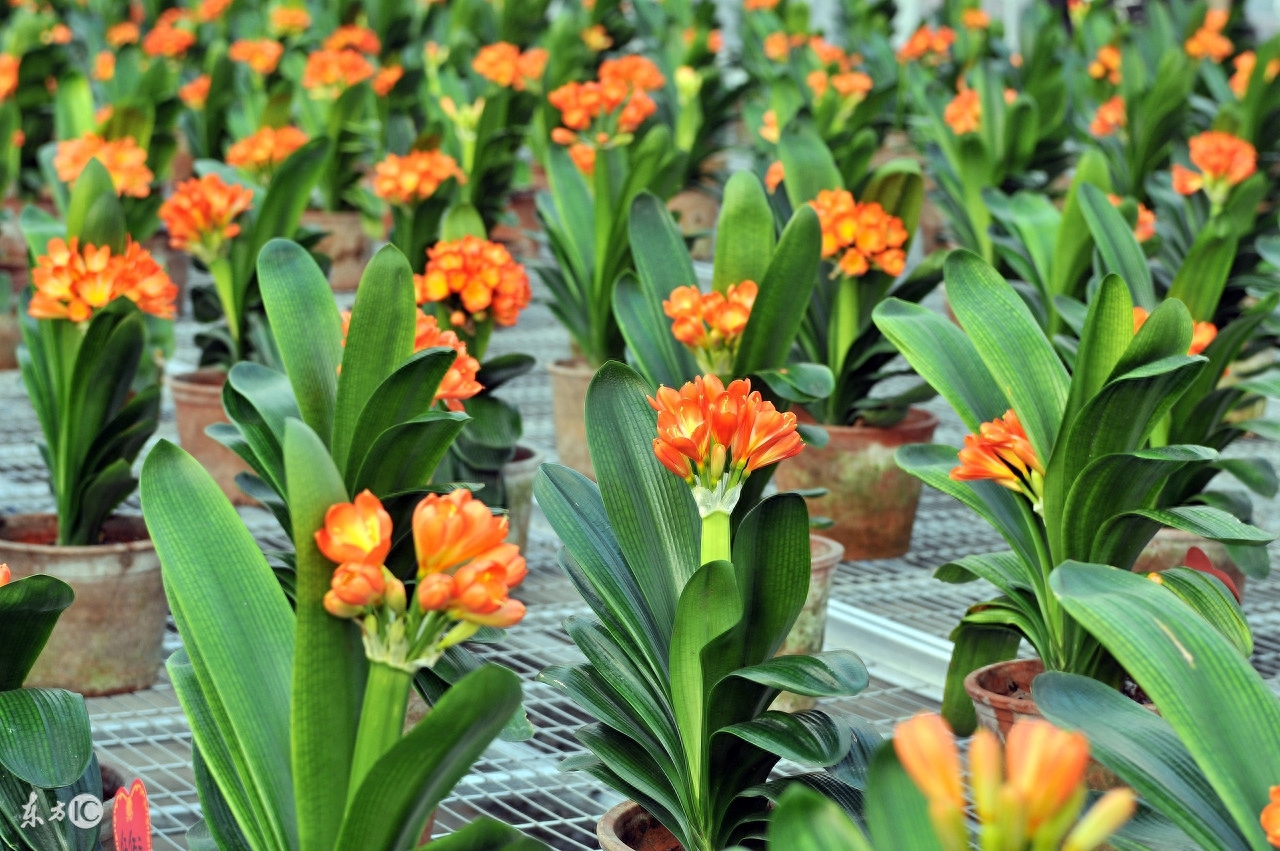 長壽花是多肉嗎_多肉長壽花_長壽的多肉