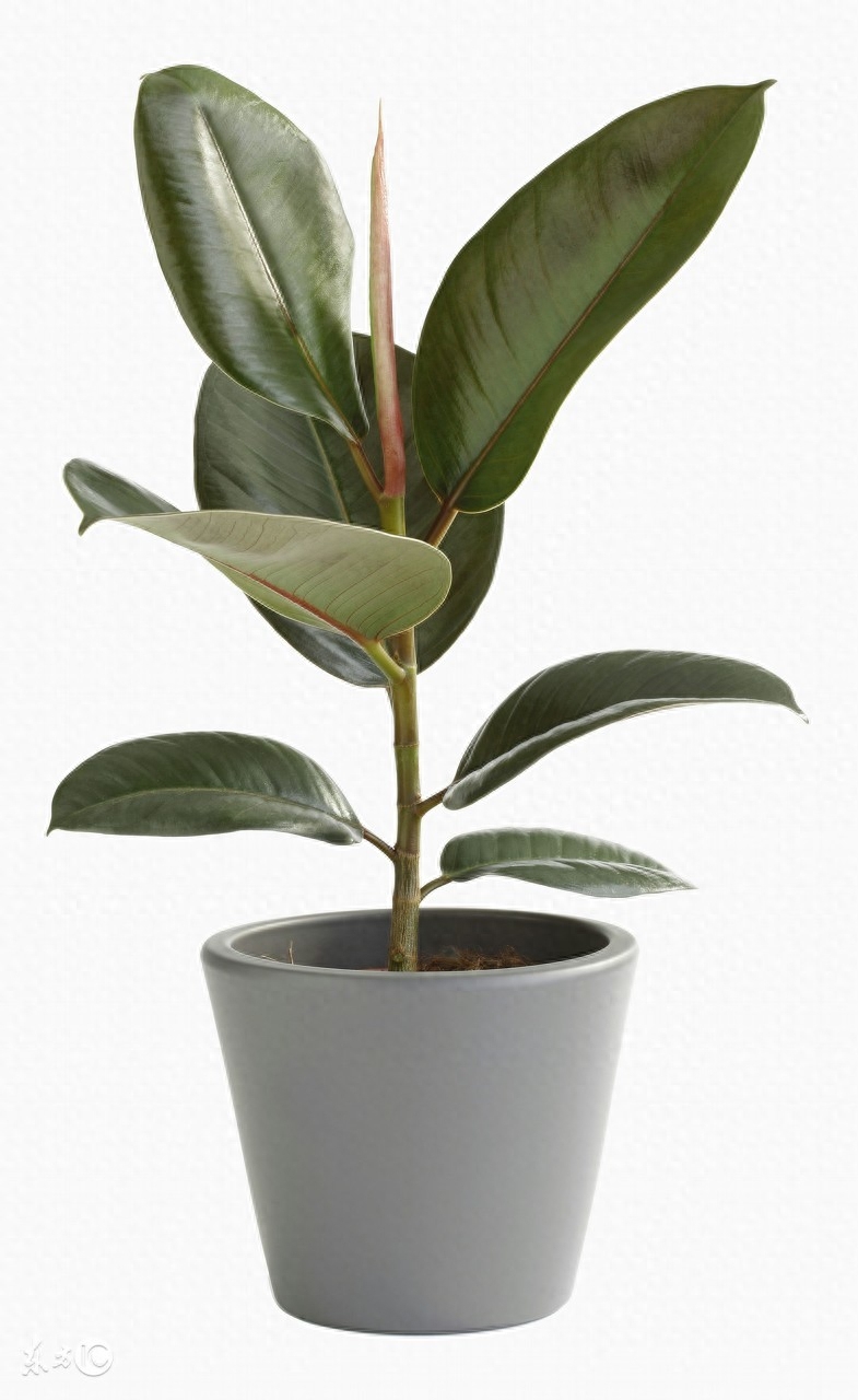 多肉長壽花_長壽花是多肉嗎_長壽的多肉