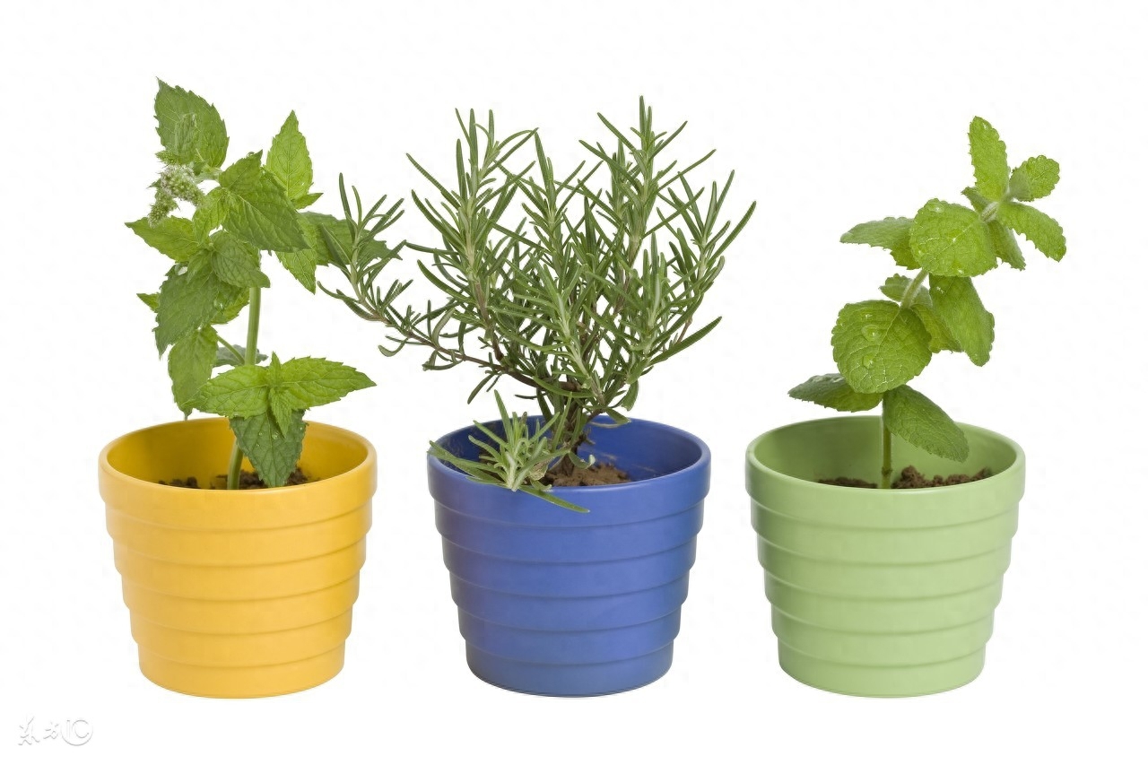 多肉長壽花_長壽的多肉_長壽花是多肉嗎