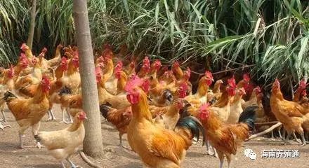 冷水觀賞魚什么魚最好養_冷水觀賞魚大全品種圖片_十大冷水觀賞魚