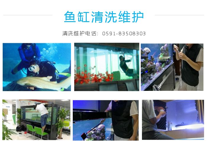 觀賞魚缸養魚好嗎_魚缸最好養的觀賞魚_觀賞魚缸養魚好不好