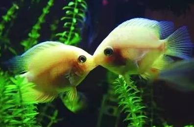 冷水觀賞魚大全品種圖片_冷水觀賞魚什么魚最好養(yǎng)_十大冷水觀賞魚