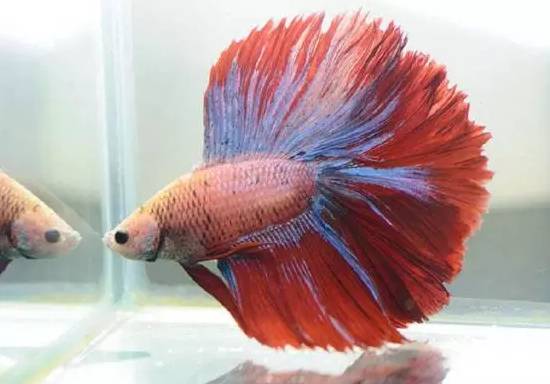 十大冷水觀賞魚_冷水觀賞魚什么魚最好養(yǎng)_冷水觀賞魚大全品種圖片