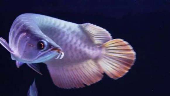 十大冷水觀賞魚_冷水觀賞魚什么魚最好養(yǎng)_冷水觀賞魚大全品種圖片