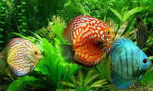 冷水觀賞魚大全品種圖片_十大冷水觀賞魚_冷水觀賞魚什么魚最好養(yǎng)