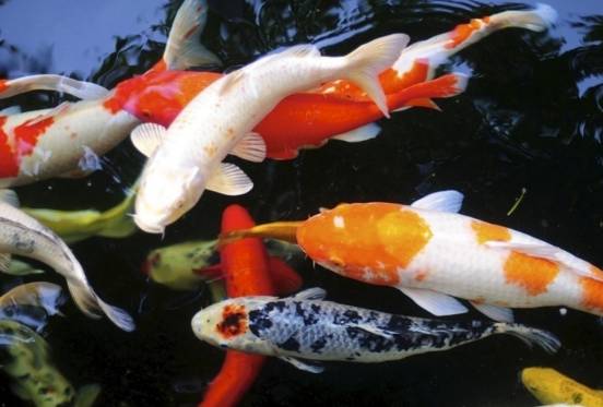 十大冷水觀賞魚_冷水觀賞魚大全品種圖片_冷水觀賞魚什么魚最好養(yǎng)