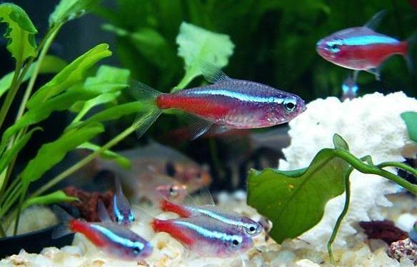 十大冷水觀賞魚_冷水觀賞魚大全品種圖片_冷水觀賞魚什么魚最好養(yǎng)