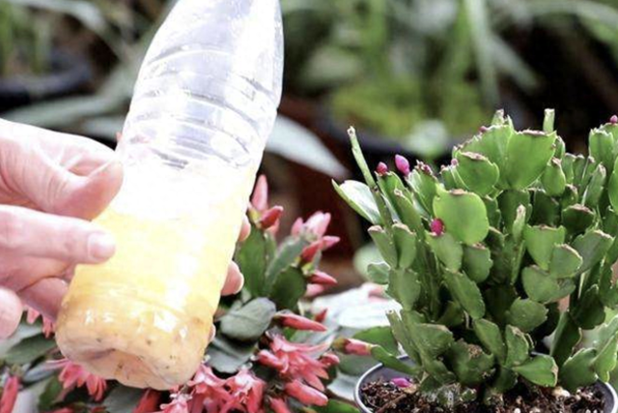 長(zhǎng)壽花是多肉嗎_多肉植物長(zhǎng)壽花_長(zhǎng)壽的多肉