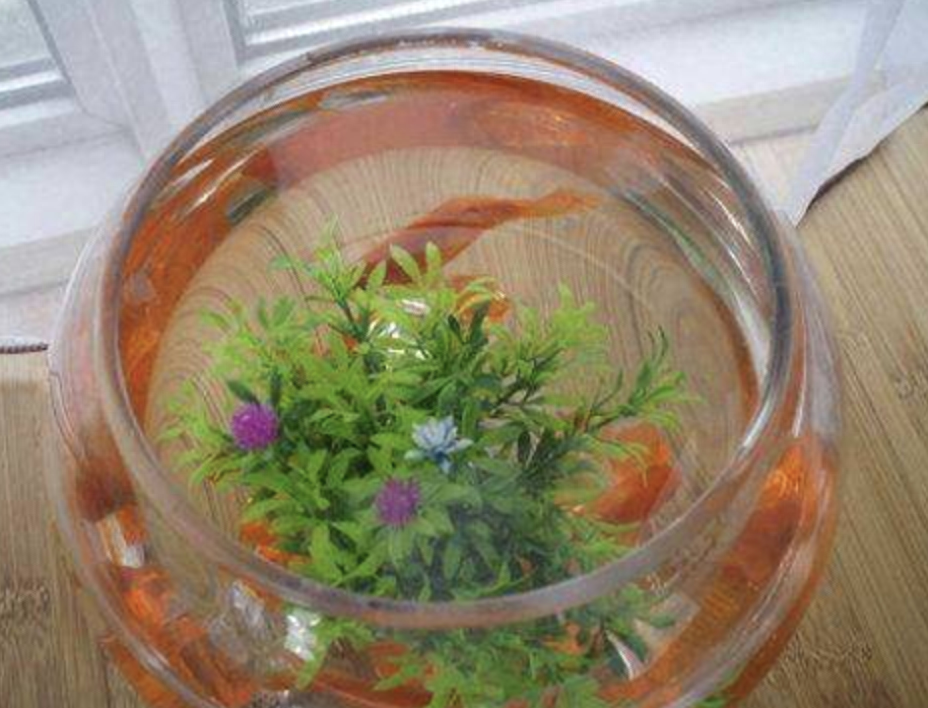 長(zhǎng)壽的多肉_多肉植物長(zhǎng)壽花_長(zhǎng)壽花是多肉嗎