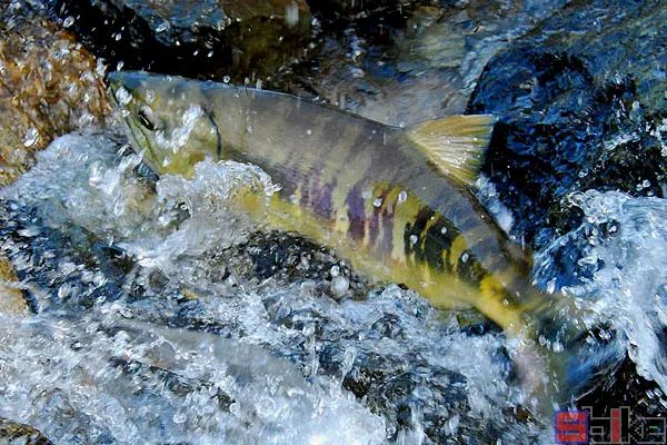 十大冷水觀賞魚_冷水觀賞魚哪個最好養(yǎng)最好看_冷水觀賞魚有哪些品種